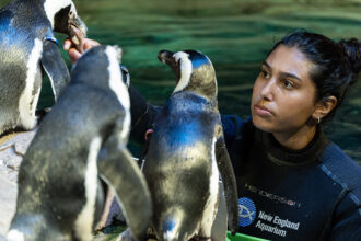 A person in a wetsuit interacting with penguins on a rocky surface