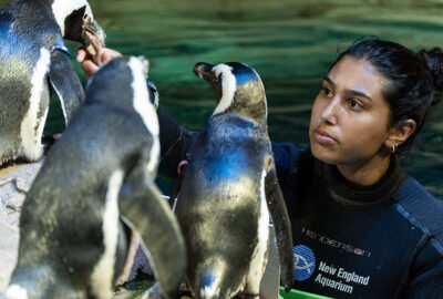 A person in a wetsuit interacting with penguins on a rocky surface