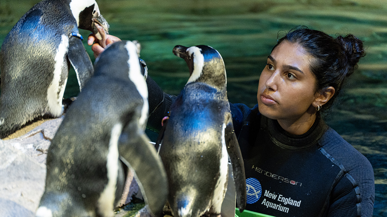 A person in a wetsuit interacting with penguins on a rocky surface