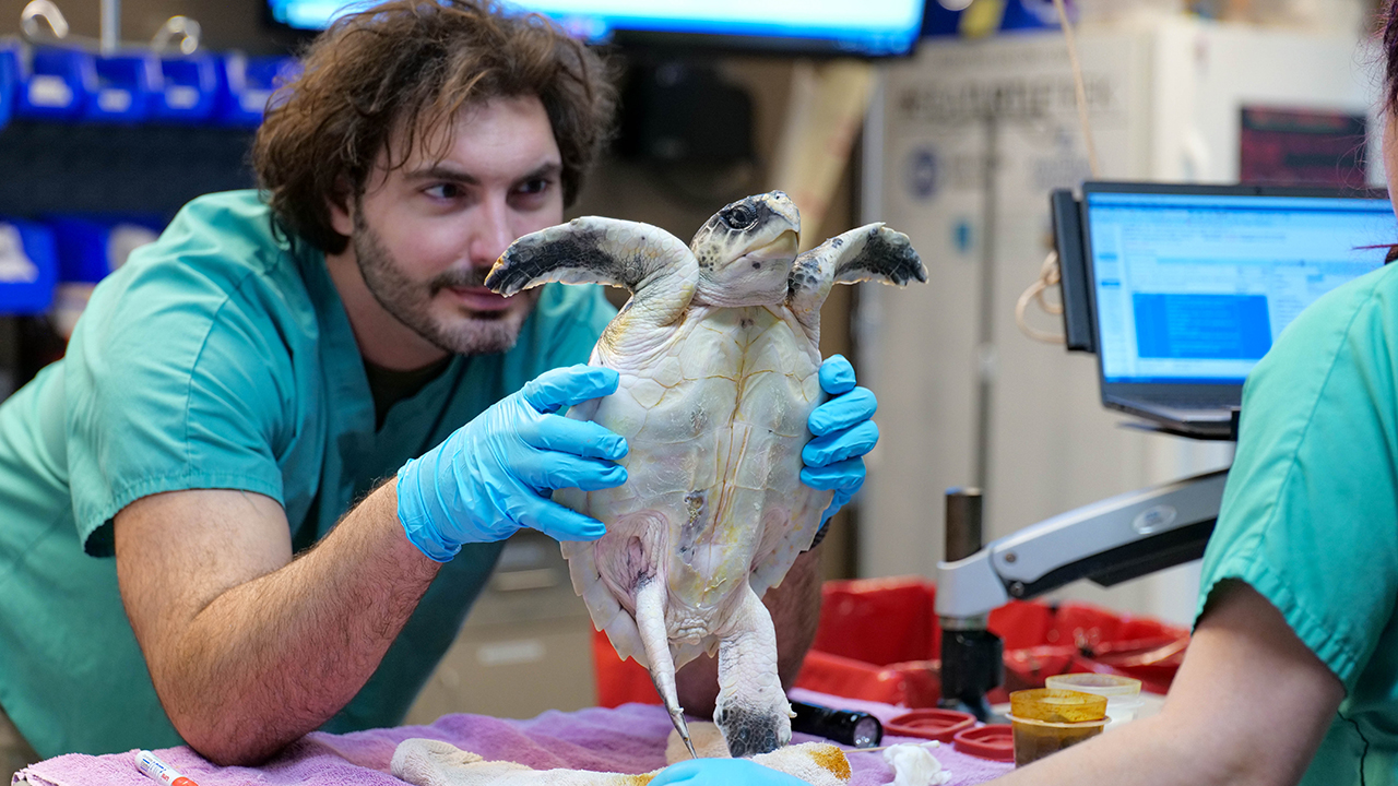 A person in a veterinary setting holding a small sea turtle