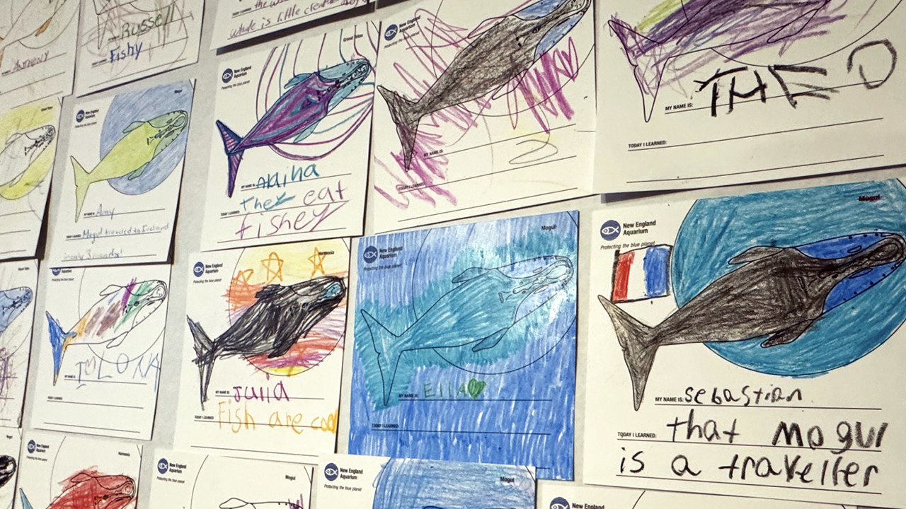 Children's whale artwork displayed on a wall from the New England Aquarium program, featuring colorful and varied drawings