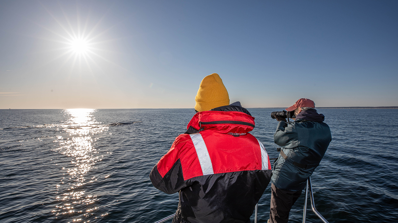 Researchers on a boat photographing right whales