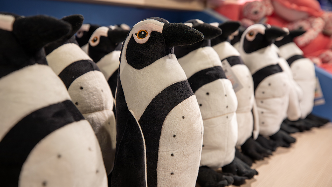 A shelf of African penguin plushes