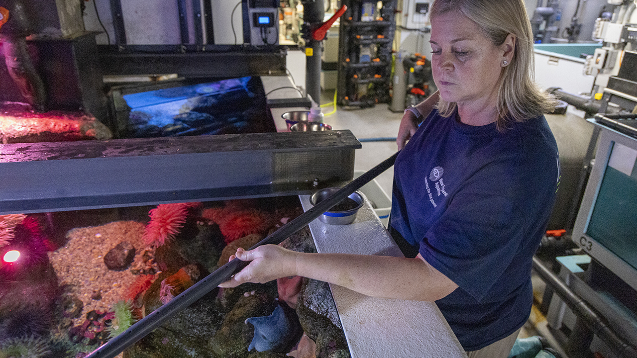 A person working in an aquarium setting above a tank filled with sea life