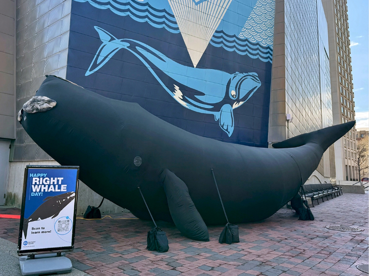 Right Whale Day at the New England Aquarium