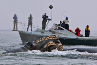 Researchers on a boat photographing right whales