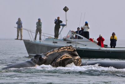 Researchers on a boat photographing right whales