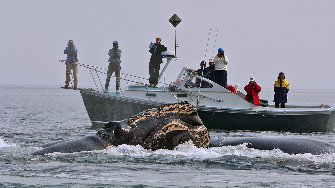 Researchers on a boat photographing right whales