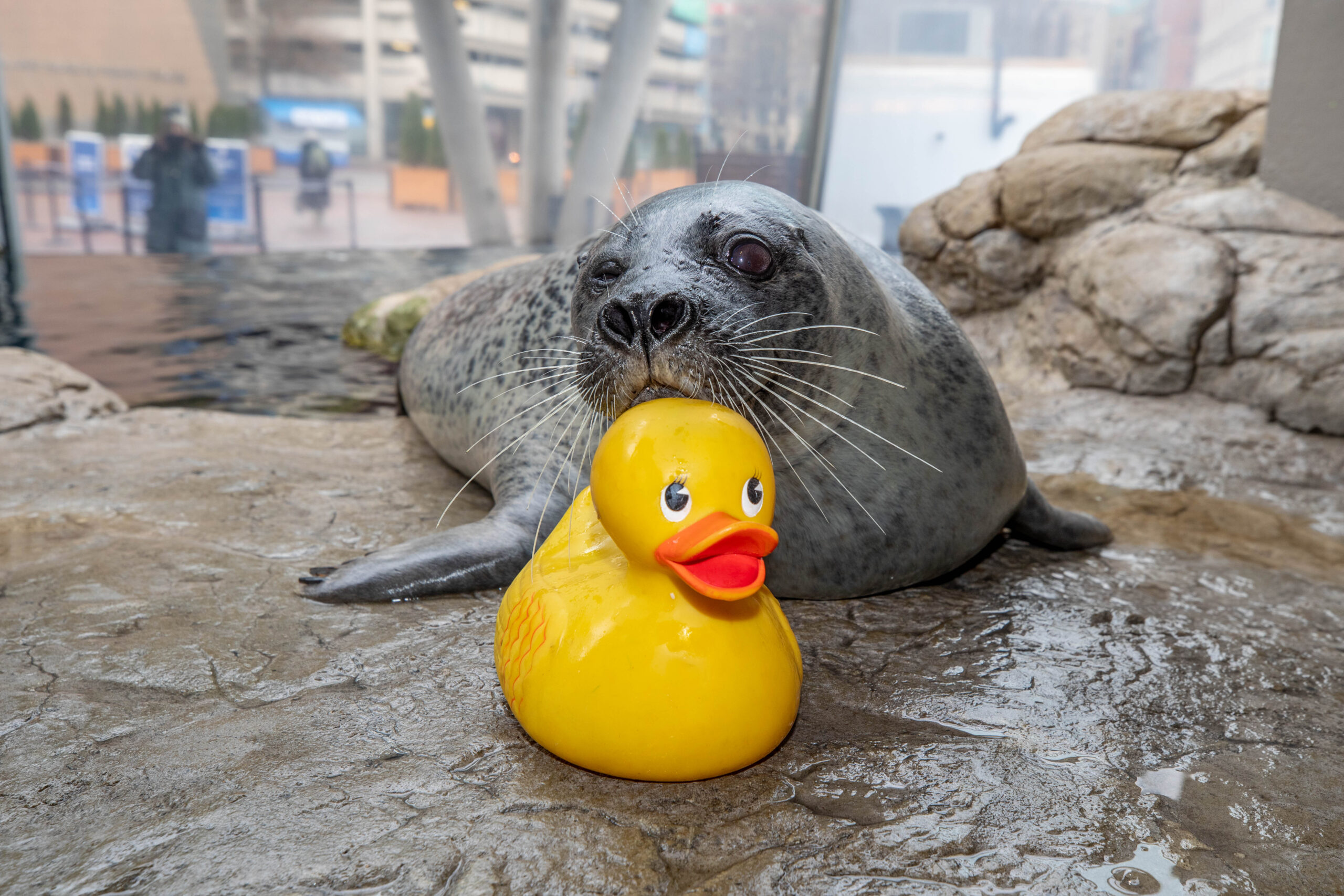 an atlantic harbor seal with it's head on a yellow rubber ducky