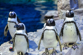 Endangered Species You’ll See at the New England Aquarium