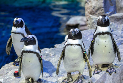 Endangered Species You’ll See at the New England Aquarium