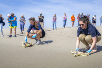 Two people on the beach releasing sea turtles back to the ocean with a crowd watching