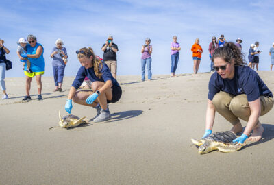 Two people on the beach releasing sea turtles back to the ocean with a crowd watching