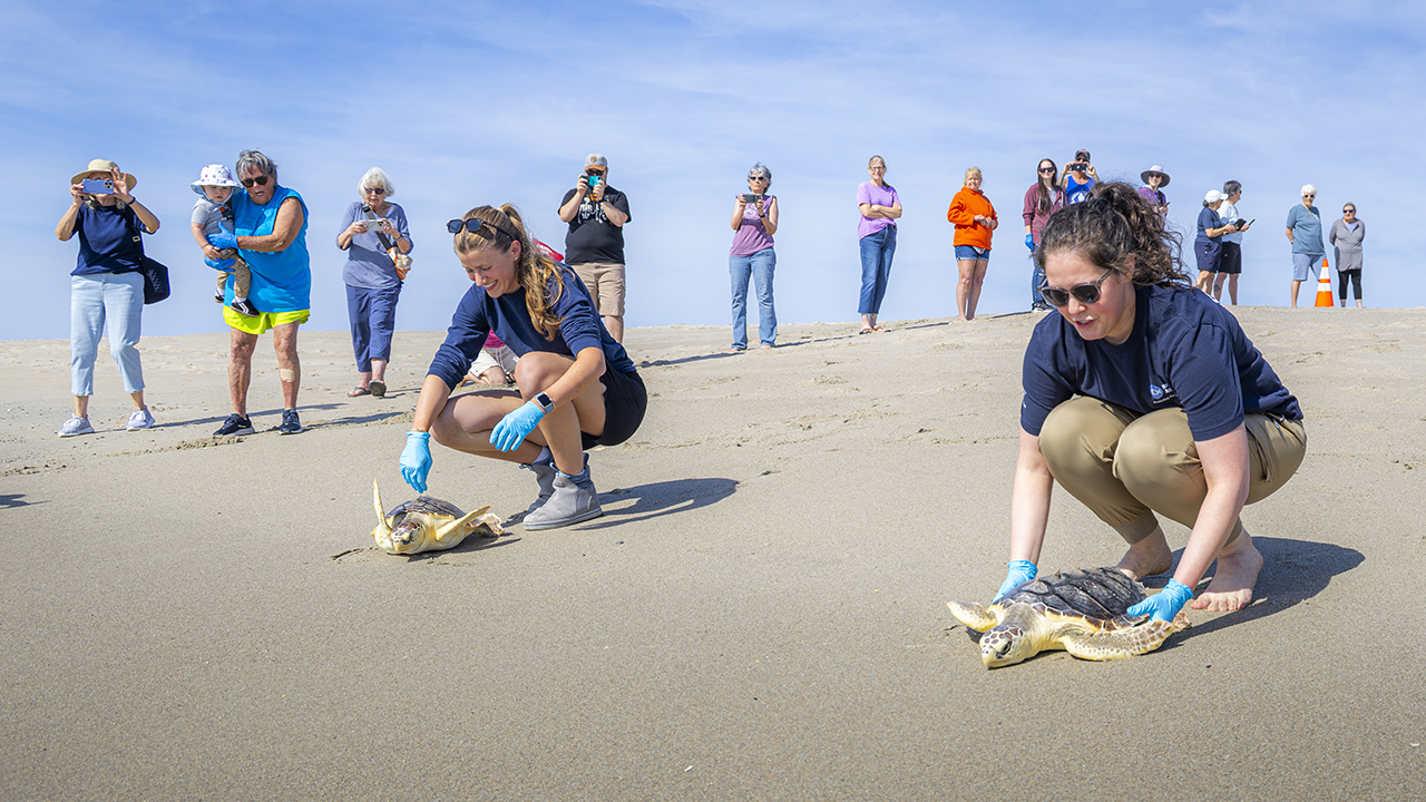Two people on the beach releasing sea turtles back to the ocean with a crowd watching