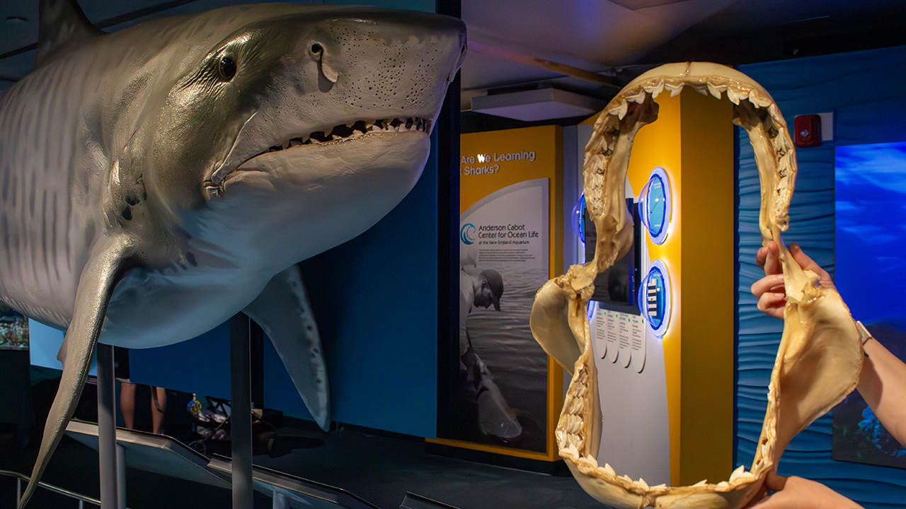A person holding up a tiger shark jaw in front of a model of a tiger shark