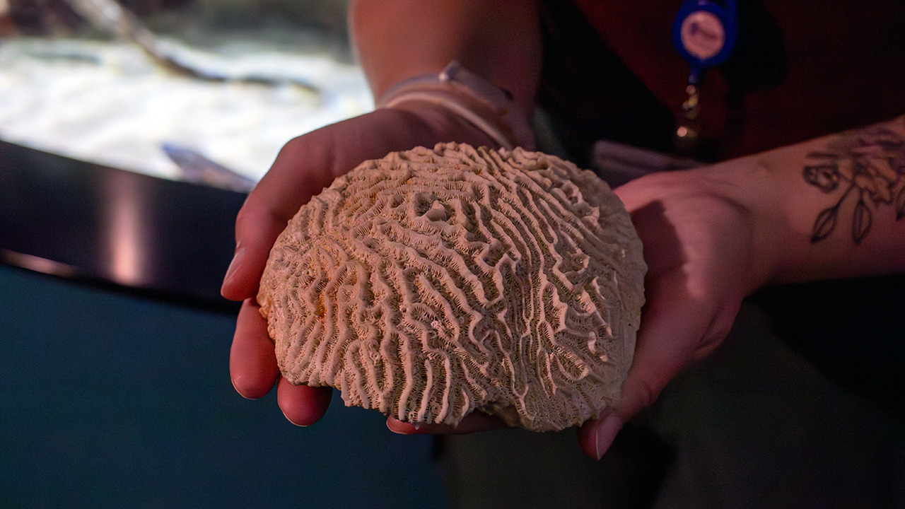 A person holding a piece of brain coral
