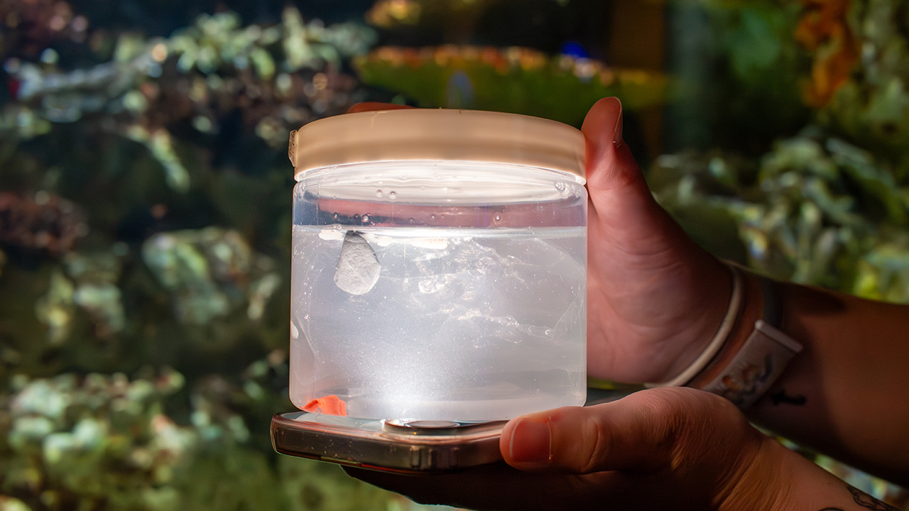 A person holding a plastic jar in which pieces of plastic bag are floating in water
