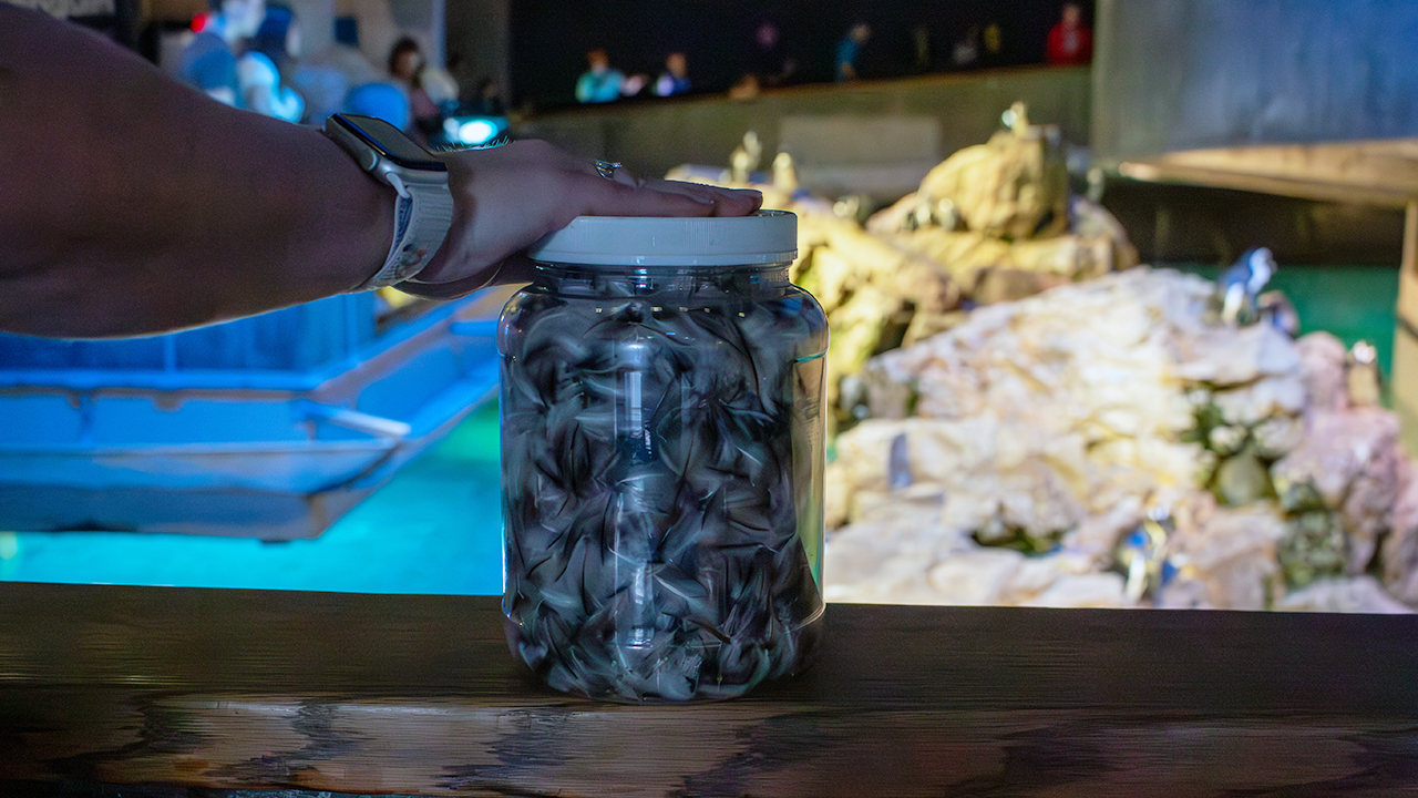 A jar of African penguin feathers