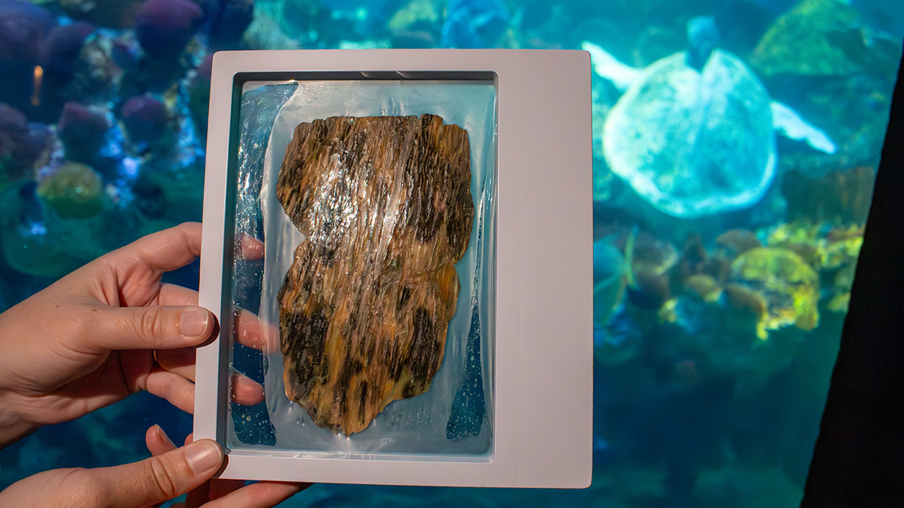 A person holding a piece of turtle shell in a frame in front of an aquarium