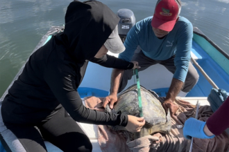 From Los Mochis to Ohuira: A Journey Toward Community-Based Marine Conservation