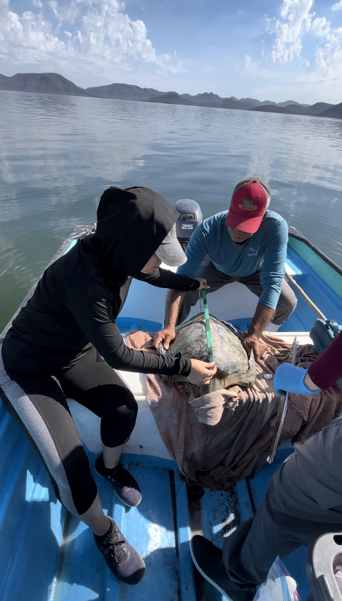 People in a boat measuring a sea turtle