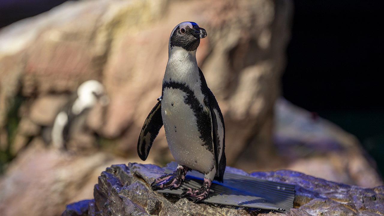 An African penguin on a rocky surface in an aquarium setting