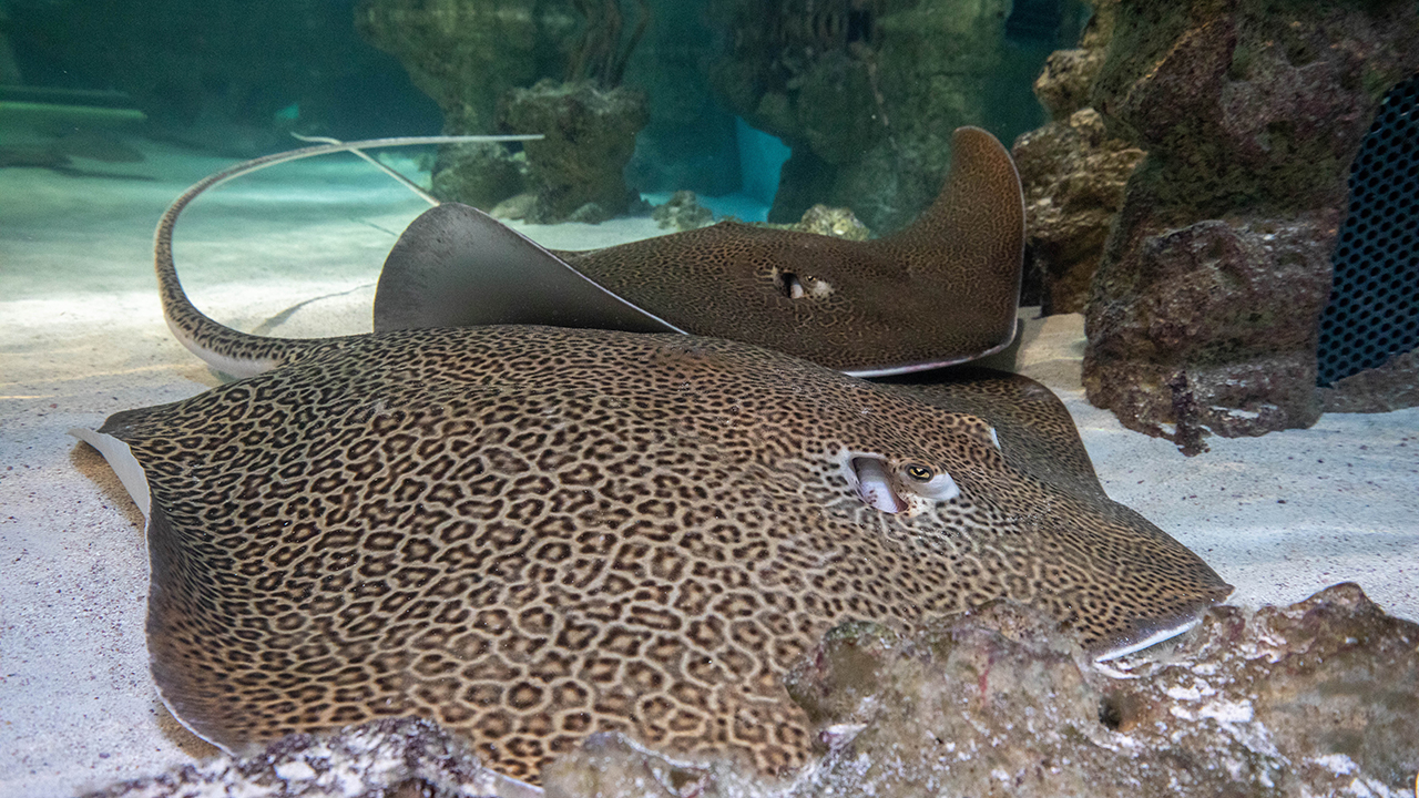 Two leopard whiptail rays swimming side by side in an aquarium setting