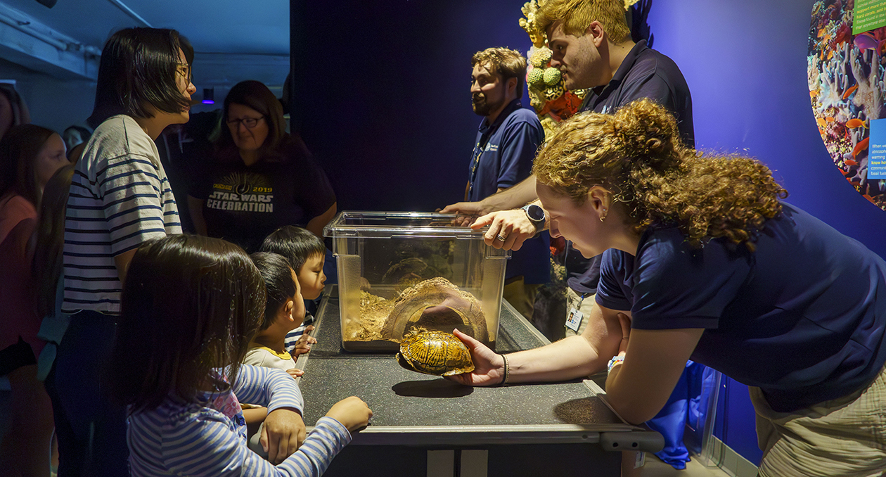 An Aquarium educator teaches a young visitor about turtles.