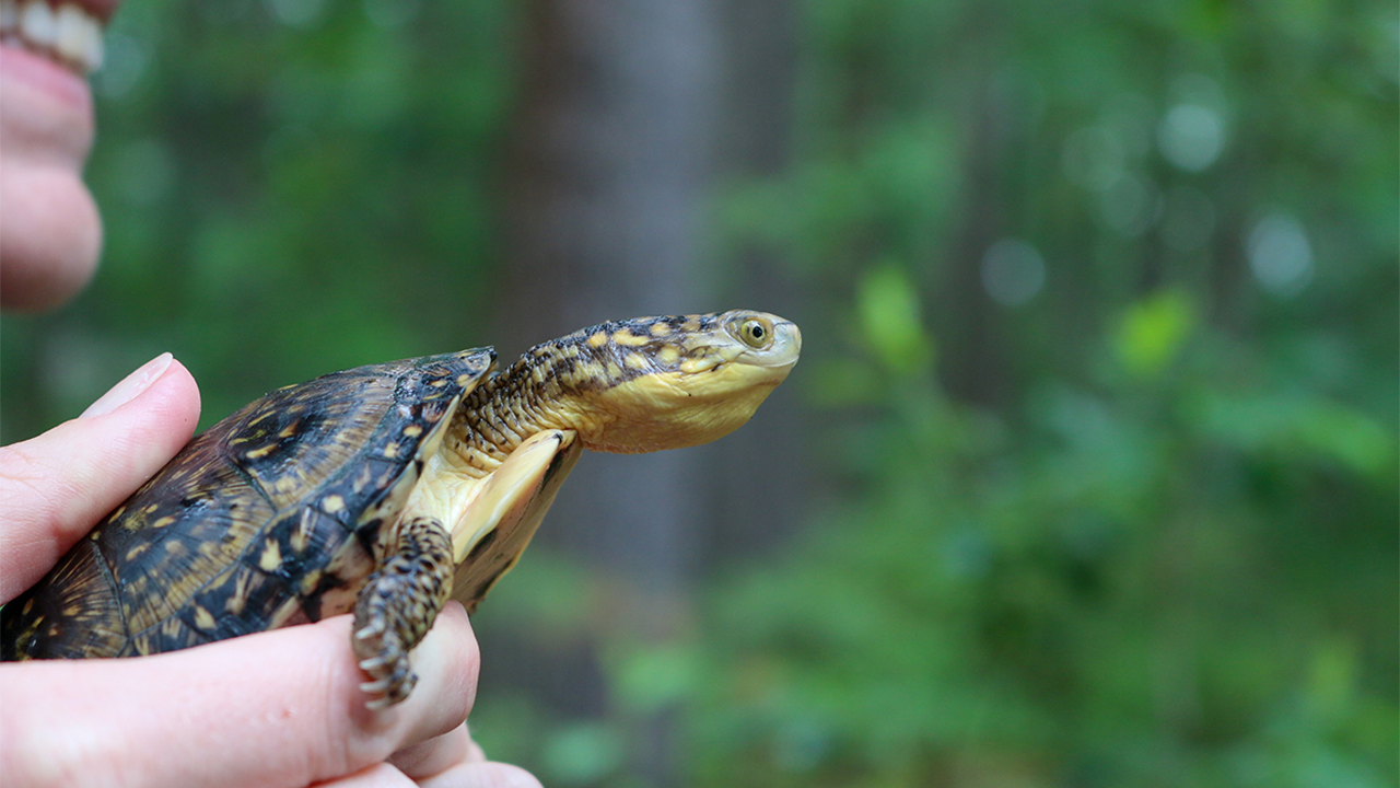A Blanding's turtle being held by a person before release