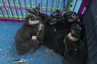 African penguin chicks in a rescue pen