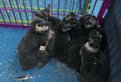 African penguin chicks in a rescue pen