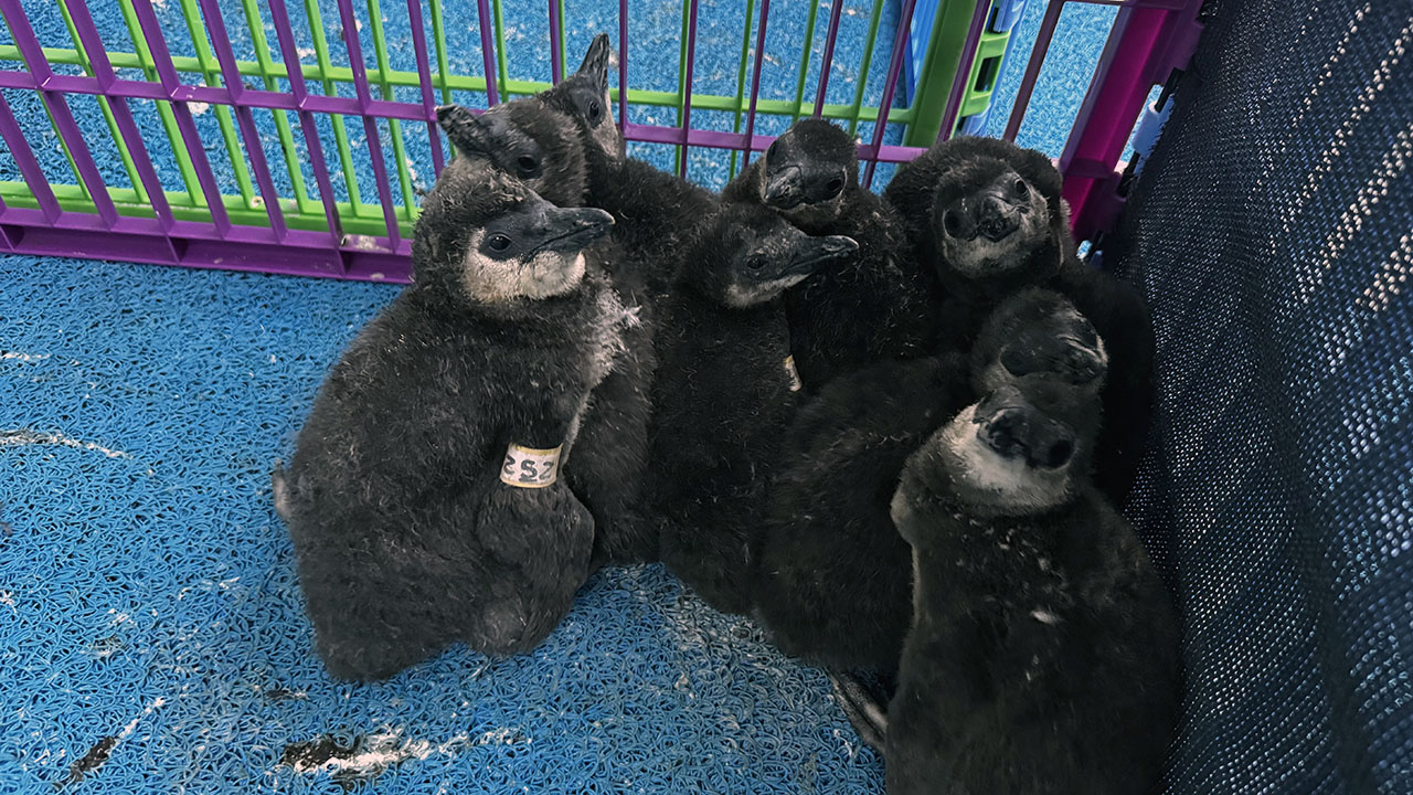 African penguin chicks in a rescue pen