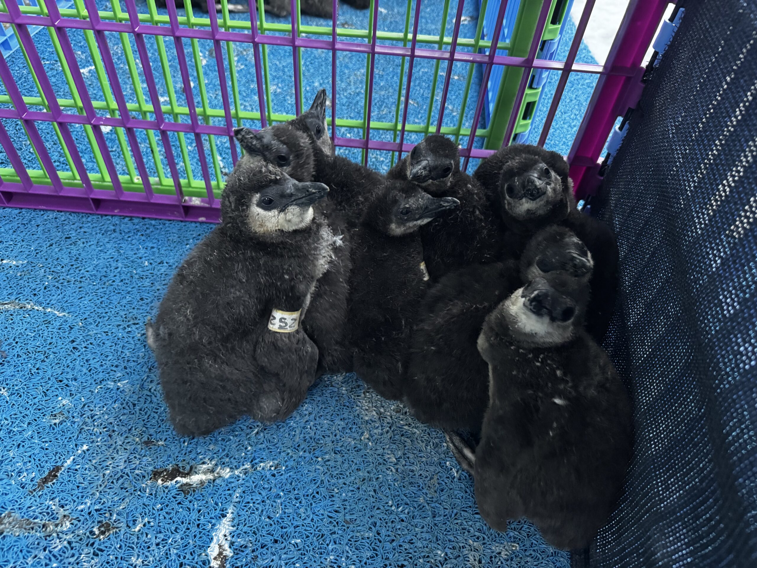 A group of rescued penguin chicks awaits a feeding