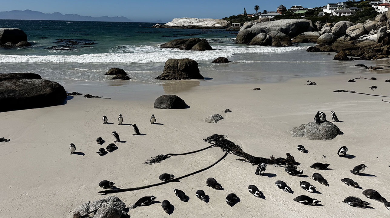 African penguins on a sandy beach