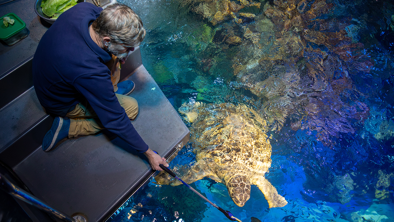 A person feeding Myrtle lettuce from a platform above the Giant Ocean Tank