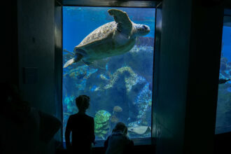 Visitors watching a large green sea turtle pass in an aquarium window