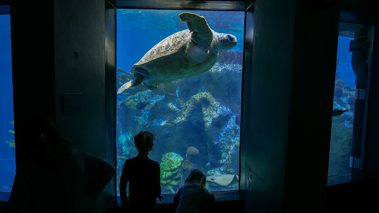 Aquarium Celebrity Spotlight: Myrtle the Green Sea Turtle