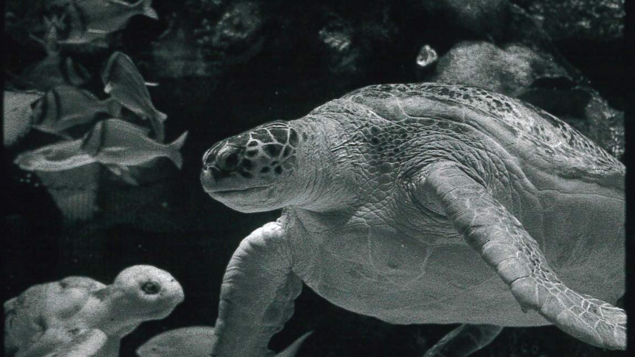 A black and white photo of a sea turtle swimming in an aquarium
