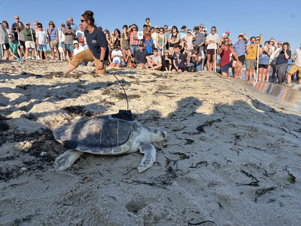 New England Aquarium releases 10 rehabilitated sea turtles off Cape Cod ...
