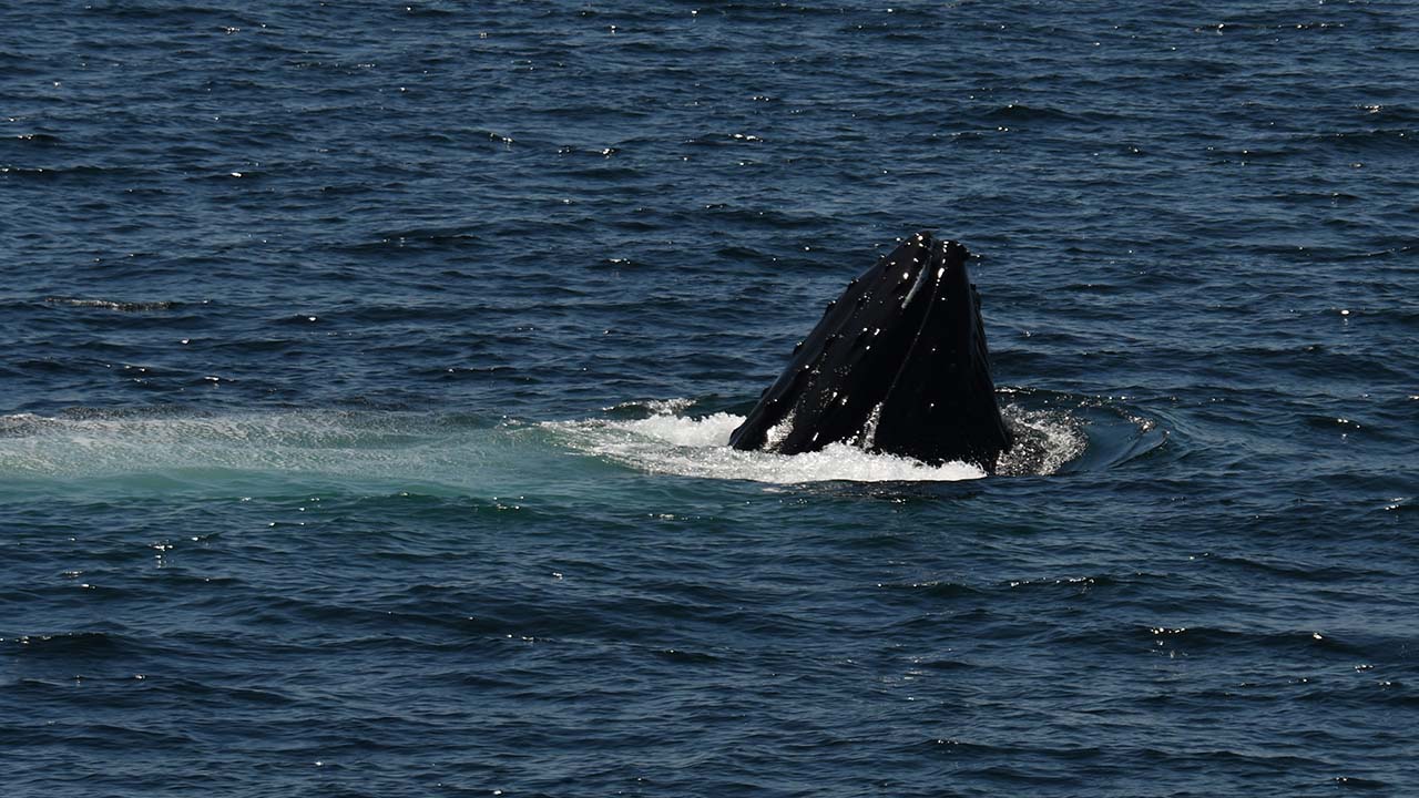 A humpback whale sticking its head out of the water