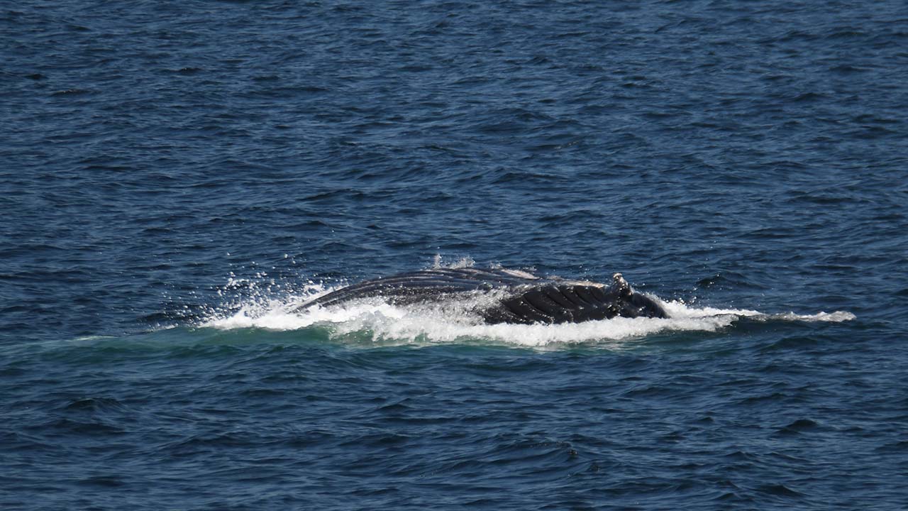 A humpback whale visible in the water