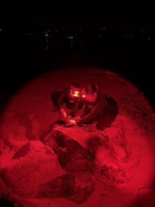 A team of people tagging a nesting leatherback turtle, illuminated by red night-vision light