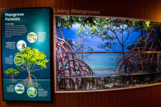 All About Mangroves: The Tree That Lives in the Sea