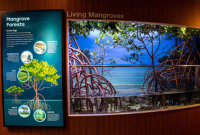 All About Mangroves: The Tree That Lives in the Sea