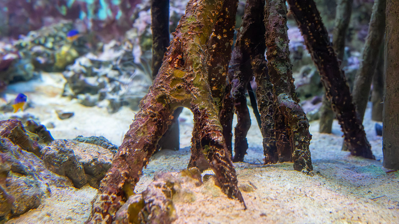 Submerged mangrove roots with a sandy ocean floor, surrounded by colorful fish and coral in a vibrant underwater scene