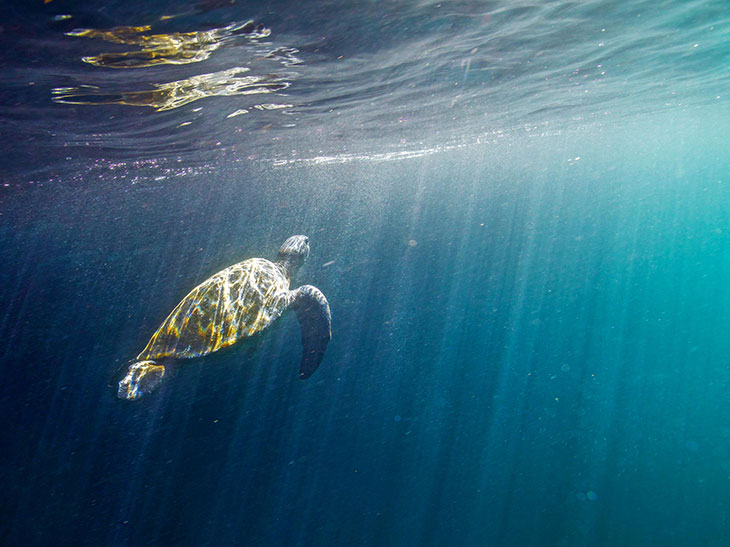 Swimming sea turtle in the Galápagos Islands