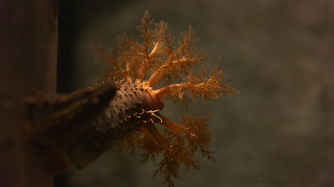 An orange-footed sea cucumber