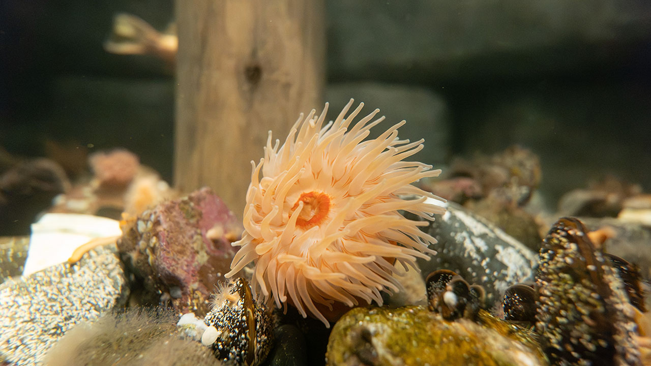An orange-colored anemone in an aquarium setting