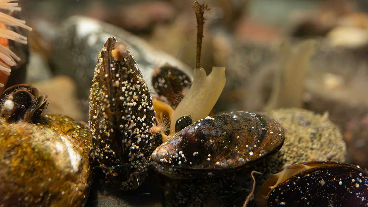 A sea vase among mussels in an aquarium setting