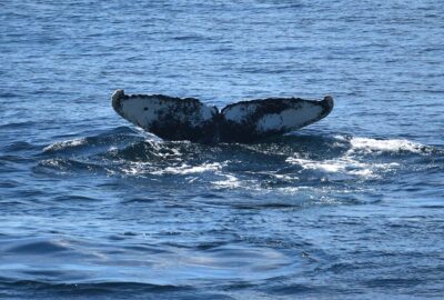A humpback whale fluke in the water